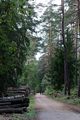 Weg im Stadtwald bei Oberfürberg, Aug. 2020