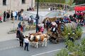 Festzug mit dem Ochsenwagen der Brauerei Tucher - Erntedankfestzug, Okt 2017