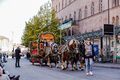 Erntedankfestzug 2023 - Brauerei Zirndorfer mit 4er-Pferdewagen, Okt. 2023