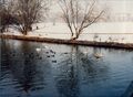 Blick vom <!--LINK'" 0:59--> über die Pegnitz. Im Hintergrund die Häuserzeile <!--LINK'" 0:60--> 1-13. Im Januar 1979