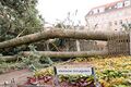 Sturmschäden im Schulgarten verursacht durch das Sturmtief "Zeynep" im Februar 2022