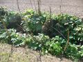 Bachbett des Reihgrabens im Oberlauf mit vorherrschender Vegetation aus Riesen-Bärenklau (Heracleum mantegazzianum) im Herbst