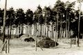 Der Wald an der Seestraße in Mannhof, Sommer 1964