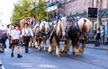 Erntedankfestzug 2023 - Bierwagen mit 6 Rheinländischen Kaltblütern der Brauerei Tucher, Okt. 2023