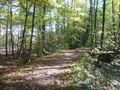 Dammkrone des Hochwasser-Rückhaltebeckens am südlichen Dambach (im Grenzbereich zum Zirndorfer Forst/Sophienruh)