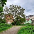 Naturdenkmal "Alteiche im Feldgehölz an der Mühlstraße" im Mai 2023