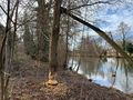 Biberspuren an der Uferpromenade, Feb. 2019