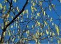 Blühender Haselnussstrauch (Corylus avellana)