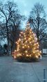 Weihnachtsbaum am Städtischen Friedhof an der Erlanger Straße, Nov 2023