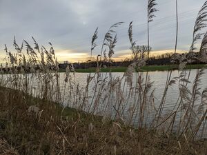 20231227 Wiesengrund Hochwasser.jpg