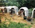 Kälberaufzucht Landwirtschaft Lohbauer in Stadeln im Juli 1999