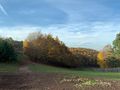 Rotwildgehege im Stadtpark - hier der ehem. Ski- und Rodelhang an der Burgfarnbacher Erddeponie, Nov. 2020