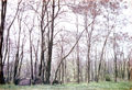 Alter Jüdischer Friedhof an der Rosenstraße/ Schlehenstraße, 1971