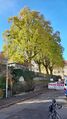 Naturdenkmal "Fünf Linden in der Feldstraße 7" im November 2022