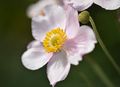 Anemone hupehensis 4442.jpg