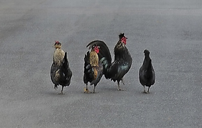 Datei:Südstadthuhn 4.jpg