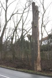 Eiche Unterfarrnbacher Str..JPG