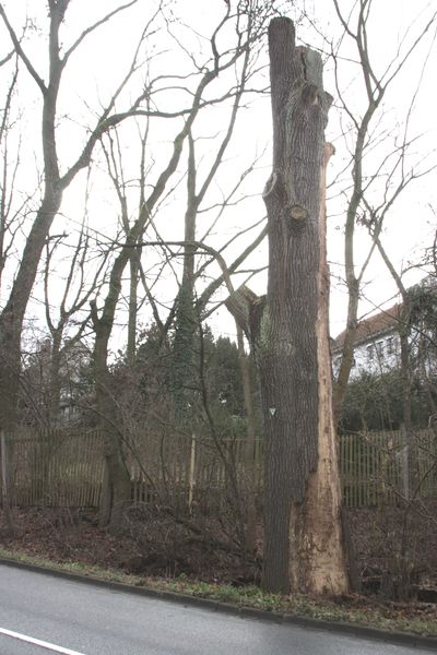 Datei:Eiche Unterfarrnbacher Str..JPG