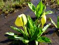 Gelbe Schein-Calla, Amerikanischer Riesenaronstab (Lysichiton americanus) <span class="smw-highlighter" data-type="8" data-state="inline" data-title="Hinweis" title="Urheber: Manuela HelfrichLizenz: CC BY-SA 3.0"><span class="smwtticon note"></span><span class="smwttcontent">Urheber: Manuela Helfrich<br><br>Lizenz: CC BY-SA 3.0</span></span>