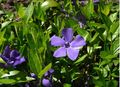 Immergrün (Vinca minor) <span class="smw-highlighter" data-type="8" data-state="inline" data-title="Hinweis" title="Urheber: Manuela HelfrichLizenz: CC BY-SA 3.0"><span class="smwtticon note"></span><span class="smwttcontent">Urheber: Manuela Helfrich<br><br>Lizenz: CC BY-SA 3.0</span></span>
