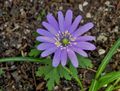 Blaues Windröschen (Anemone) <span class="smw-highlighter" data-type="8" data-state="inline" data-title="Hinweis" title="Urheber: Manuela HelfrichLizenz: CC BY-SA 3.0"><span class="smwtticon note"></span><span class="smwttcontent">Urheber: Manuela Helfrich<br><br>Lizenz: CC BY-SA 3.0</span></span>