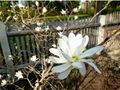 Stern-Magnolie (Magnolia stellata) <span class="smw-highlighter" data-type="8" data-state="inline" data-title="Hinweis" title="Urheber: Manuela HelfrichLizenz: CC BY-SA 3.0"><span class="smwtticon note"></span><span class="smwttcontent">Urheber: Manuela Helfrich<br><br>Lizenz: CC BY-SA 3.0</span></span>