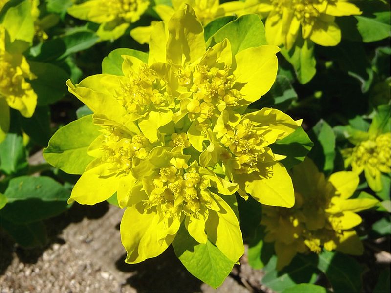 Datei:Vielfarbige Wolfsmilch.JPG