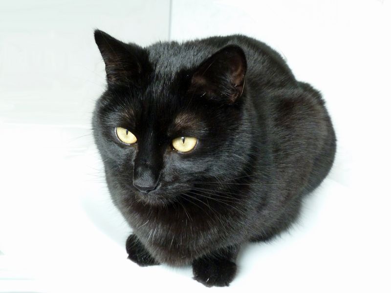 Datei:Rocco inweiß.JPG