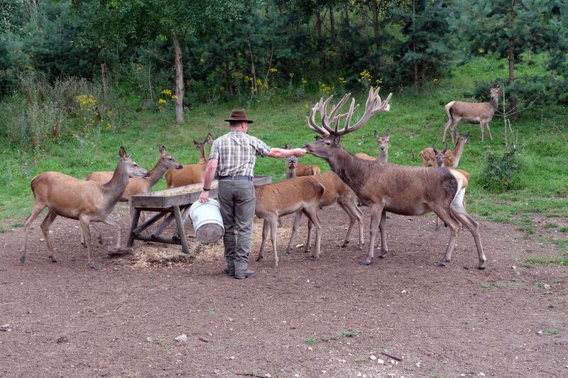 Datei:Rotwild Aug 2021 4.jpg