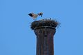 Storch im Landeanflug auf den Schornstein Gustavstraße 16/18, im Nest seine "Kinder", 2018 <span class="smw-highlighter" data-type="8" data-state="inline" data-title="Hinweis" title="Urheber: Kamran SalimiLizenz: CC BY-SA 3.0"><span class="smwtticon note"></span><span class="smwttcontent">Urheber: <!--LINK'" 0:253--><br><br>Lizenz: CC BY-SA 3.0</span></span>