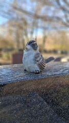 Friedhof 19.11.2025 1.jpg