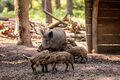 Wildschweingehege, Sept. 2023 <span class="smw-highlighter" data-type="8" data-state="inline" data-title="Hinweis" title="Urheber: Kamran SalimiLizenz: CC BY-SA 3.0"><span class="smwtticon note"></span><span class="smwttcontent">Urheber: <!--LINK'" 0:10--><br><br>Lizenz: CC BY-SA 3.0</span></span>