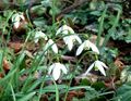 Kleines Schneeglöckchen, auch Gewöhnliches Schneeglöckchen (Galanthus nivalis) <span class="smw-highlighter" data-type="8" data-state="inline" data-title="Hinweis" title="Urheber: Manuela HelfrichLizenz: CC BY-SA 3.0"><span class="smwtticon note"></span><span class="smwttcontent">Urheber: Manuela Helfrich<br><br>Lizenz: CC BY-SA 3.0</span></span>