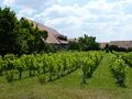 Weinberg Poppenreuth, August 2016 <span class="smw-highlighter" data-type="8" data-state="inline" data-title="Hinweis" title="Urheber: ChrischmiLizenz: CC BY-SA 3.0"><span class="smwtticon note"></span><span class="smwttcontent">Urheber: Chrischmi<br><br>Lizenz: CC BY-SA 3.0</span></span>