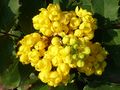 Mahonie (Mahonia) <span class="smw-highlighter" data-type="8" data-state="inline" data-title="Hinweis" title="Urheber: Manuela HelfrichLizenz: CC BY-SA 3.0"><span class="smwtticon note"></span><span class="smwttcontent">Urheber: Manuela Helfrich<br><br>Lizenz: CC BY-SA 3.0</span></span>