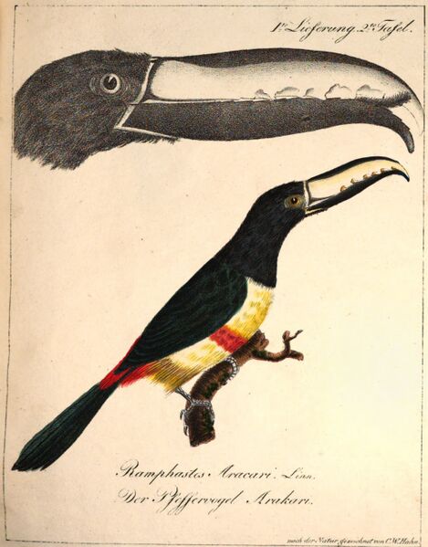 Datei:Hahn (Pfeffervogel).jpg