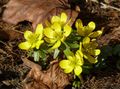 Winterlinge (Eranthis hyemalis) <span class="smw-highlighter" data-type="8" data-state="inline" data-title="Hinweis" title="Urheber: M. HelfrichLizenz: CC BY-SA 3.0"><span class="smwtticon note"></span><span class="smwttcontent">Urheber: M. Helfrich<br><br>Lizenz: CC BY-SA 3.0</span></span>