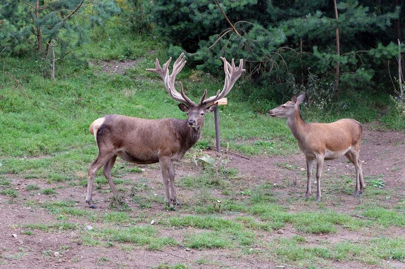 Datei:Rotwild Aug 2021 5.jpg