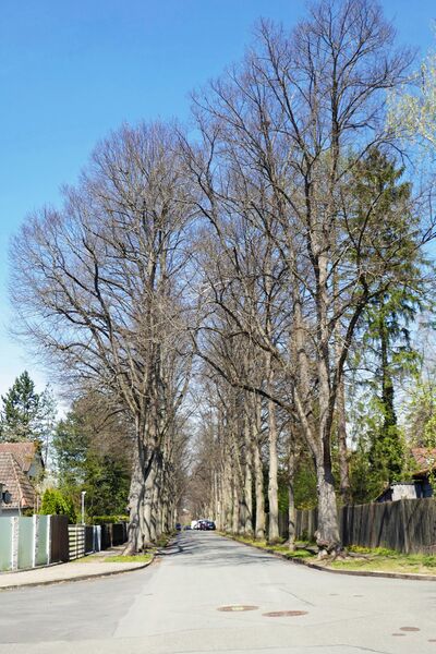 Datei:Uhlandstr 04 2021 1.JPG