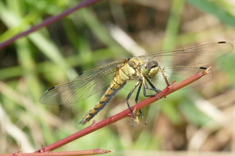 Datei:Großer Blaupfeil.JPG