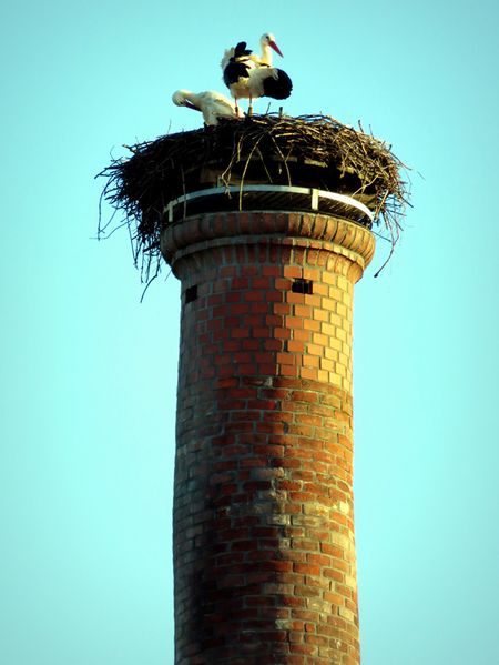 Datei:Stoerche klein.jpg