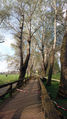 Pappelsteig nach dem Astbruch, April 2017 <span class="smw-highlighter" data-type="8" data-state="inline" data-title="Hinweis" title="Urheber: Kamran SalimiLizenz: CC BY-SA 3.0"><span class="smwtticon note"></span><span class="smwttcontent">Urheber: <!--LINK'" 0:864--><br><br>Lizenz: CC BY-SA 3.0</span></span>