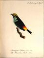 "Die Paradies-Merle", Zeichnung von Carl Wilhelm Hahn, 1818 <span class="smw-highlighter" data-type="8" data-state="inline" data-title="Hinweis" title="Urheber: Carl Wilhelm HahnLizenz: PD-alt"><span class="smwtticon note"></span><span class="smwttcontent">Urheber: <a class="mw-selflink selflink">Carl Wilhelm Hahn</a><br><br>Lizenz: PD-alt</span></span>