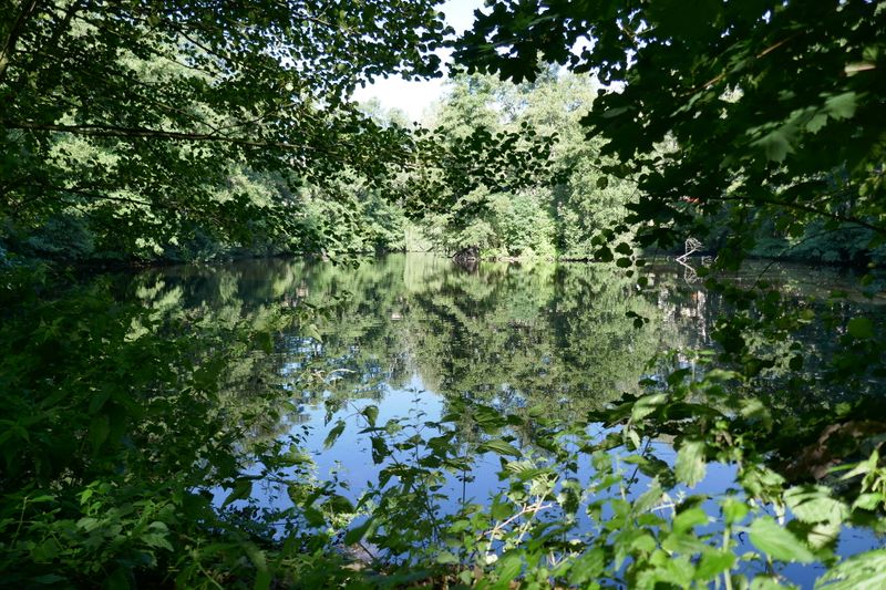 Datei:Praterweiher 08 2019.JPG