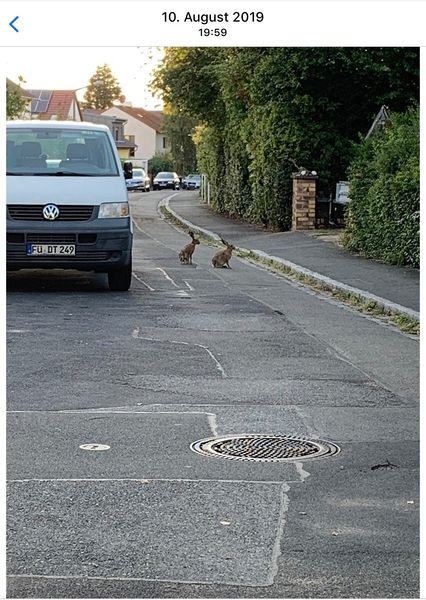 Datei:Kopernikusstraße-Hasen.jpeg