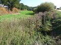 Reihgraben neben der Straße Linsenfeld (Blick nach Südosten); Bewuchs aus Riesen-Bärenklau und ... <span class="smw-highlighter" data-type="8" data-state="inline" data-title="Hinweis" title="Reihgraben neben der Straße Linsenfeld (Blick nach Südosten); Bewuchs aus Riesen-Bärenklau und Weiden im BachbettUrheber: AquilexLizenz: CC BY-SA 3.0"><span class="smwtticon note"></span><span class="smwttcontent">Reihgraben neben der Straße Linsenfeld (Blick nach Südosten); Bewuchs aus Riesen-Bärenklau und Weiden im Bachbett<br>Urheber: <!--LINK'" 2:315--><br><br>Lizenz: CC BY-SA 3.0</span></span>