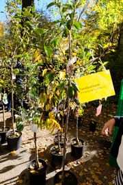 Apfelmarkt 2017 21.jpg