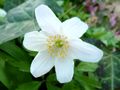 Buschwindröschen (Anemone nemorosa) <span class="smw-highlighter" data-type="8" data-state="inline" data-title="Hinweis" title="Urheber: Manuela HelfrichLizenz: CC BY-SA 3.0"><span class="smwtticon note"></span><span class="smwttcontent">Urheber: Manuela Helfrich<br><br>Lizenz: CC BY-SA 3.0</span></span>