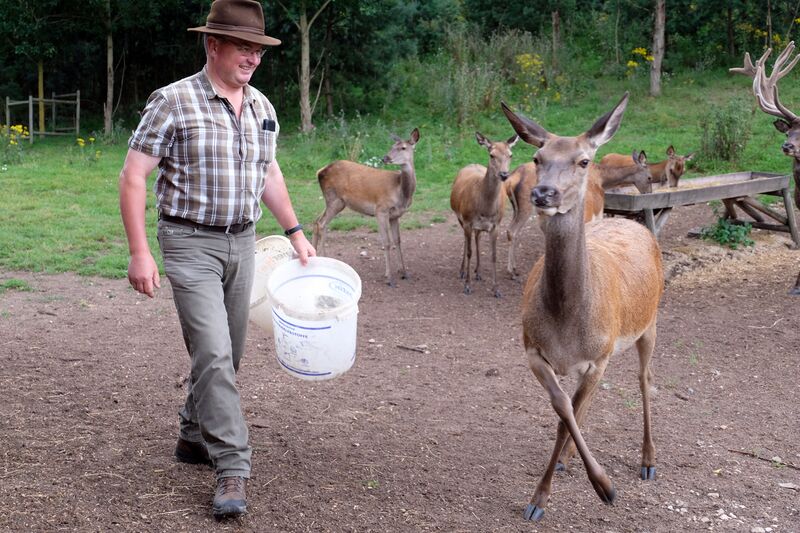 Datei:Rotwild Aug 2021 2.jpg