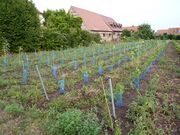 Weinberg Poppenreuth August 2013.JPG